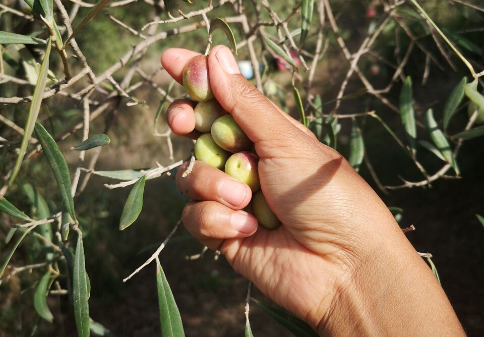 3 Years Ago My Family Harvested Olives, Not Knowing It Would Be the Last Time